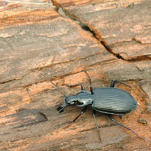 Platynus assimilis Limodromus Schwarzer Enghalskäfer