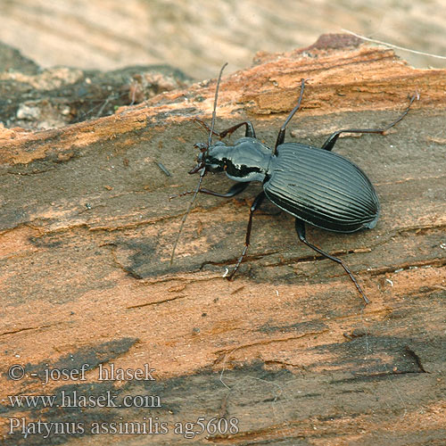 Platynus assimilis Limodromus Schwarzer Enghalskäfer