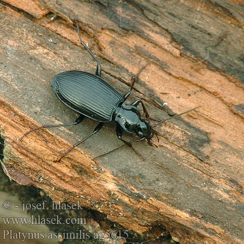 Platynus assimilis Limodromus Schwarzer Enghalskäfer