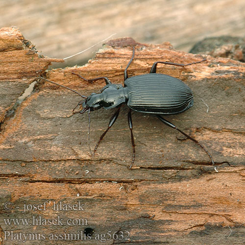 Schwarzer Enghalskäfer Platynus assimilis Limodromus