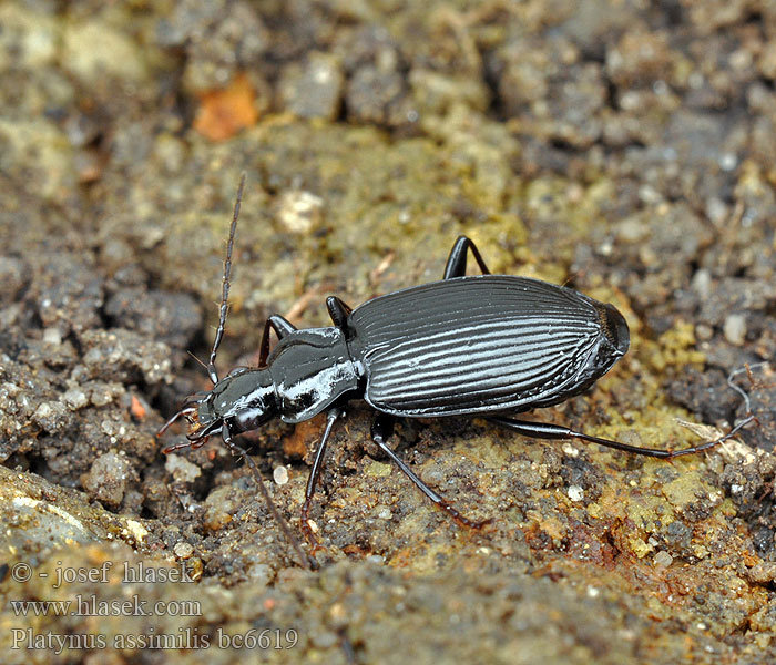 Schwarzer Enghalskäfer Platynus assimilis Limodromus