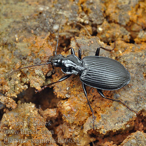 Schwarzer Enghalskäfer Platynus assimilis Limodromus