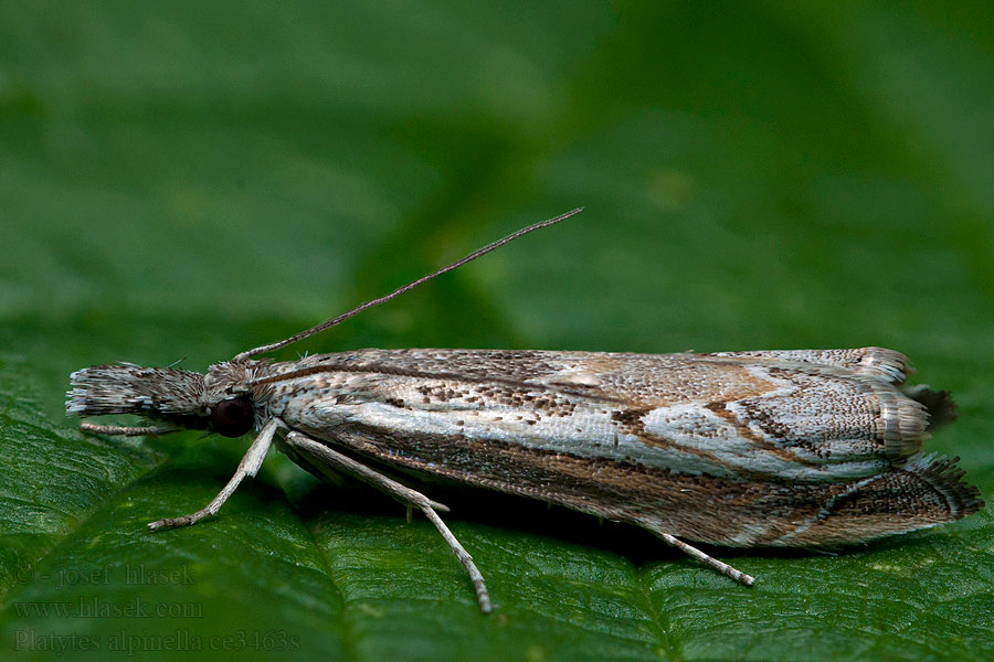 Platytes alpinella Travařík zdobený