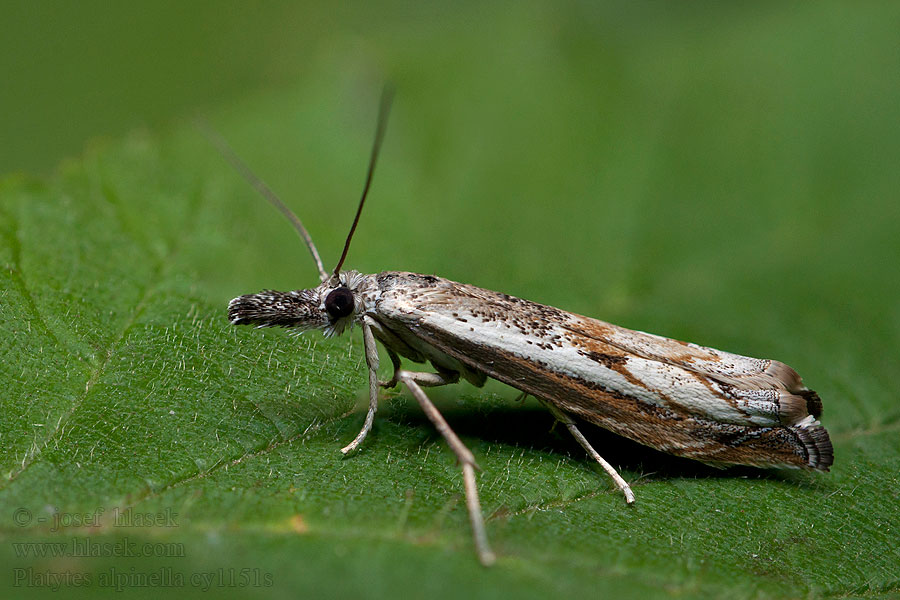 Platytes alpinella