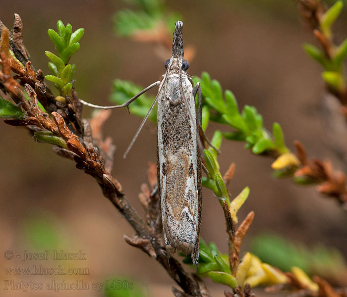 Platytes alpinella