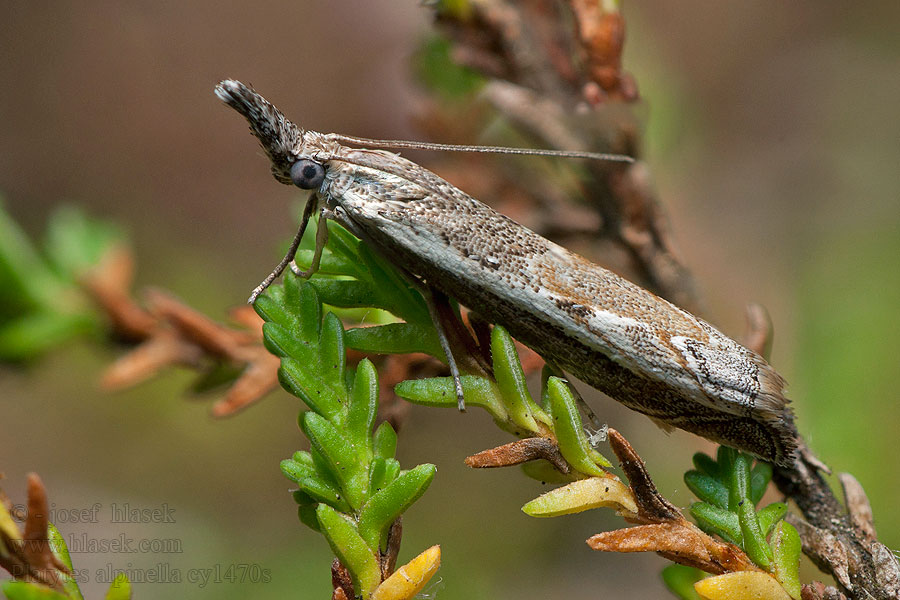 Platytes alpinella