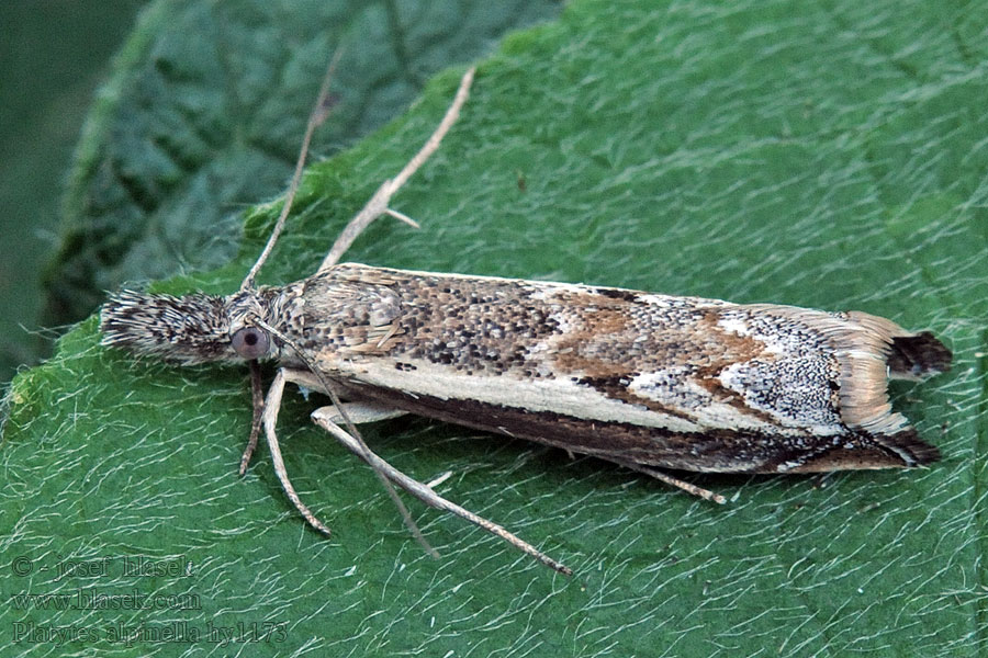 Platytes alpinella Trávovec kosákovitý