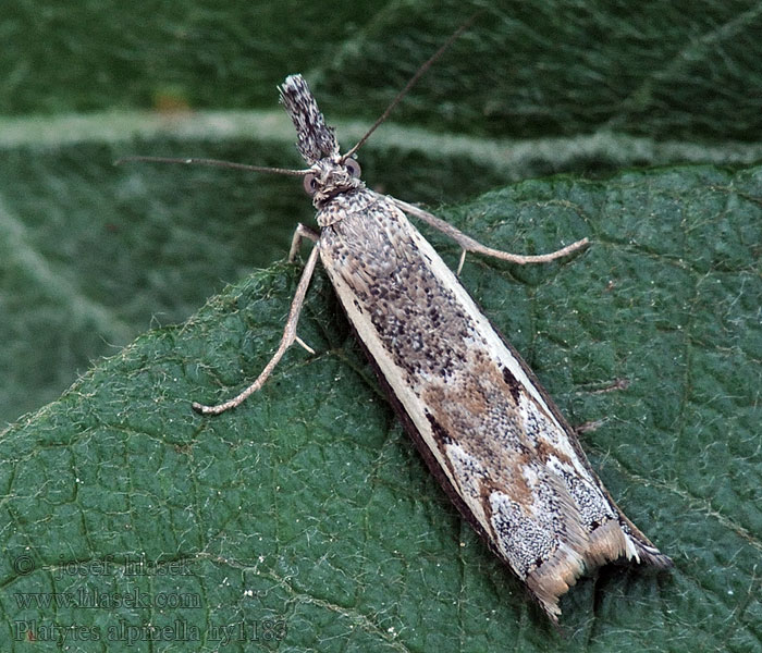 Platytes alpinella Baardsnuitmot