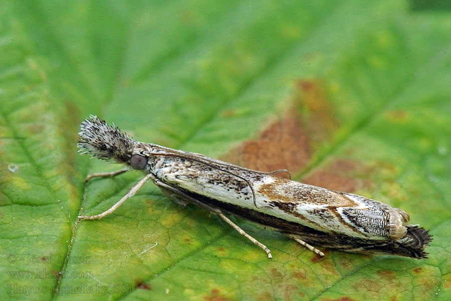 Platytes alpinella Ketoheinäkoisa