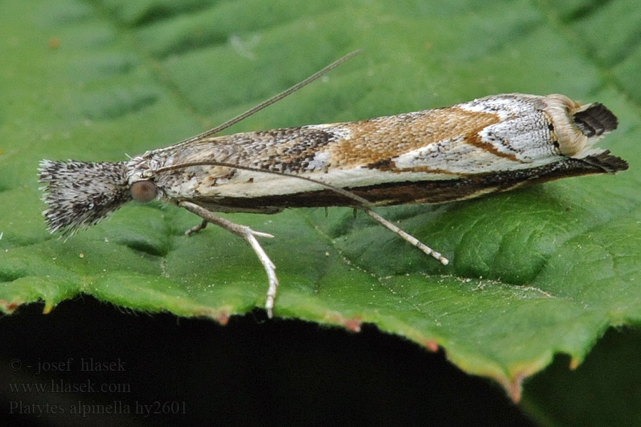 Platytes alpinella Moharágómoly