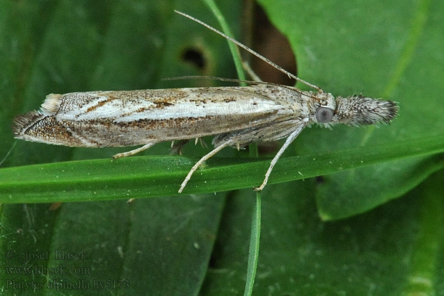 Platytes alpinella Sandmott Blålig nebbmott Sandmøl