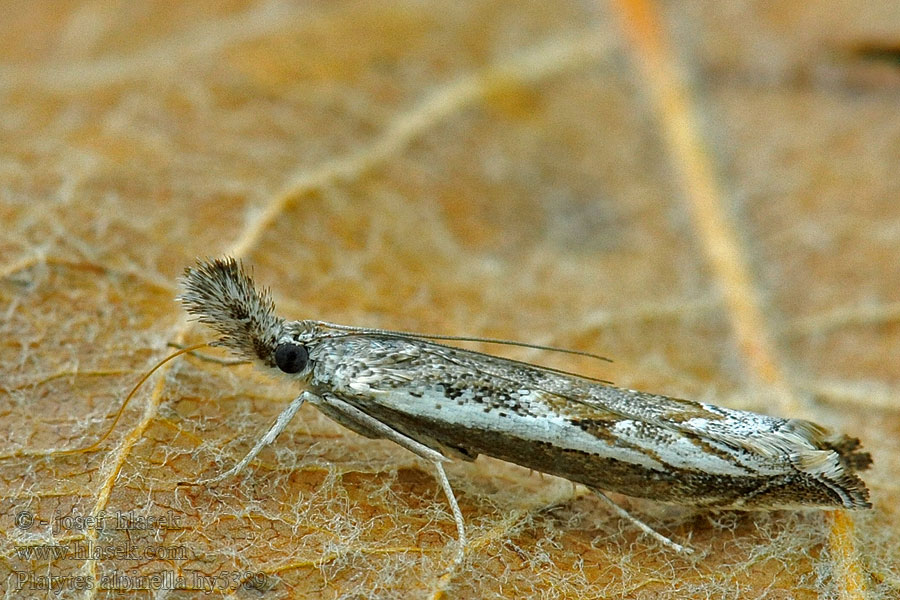 Travařík zdobený Platytes alpinella