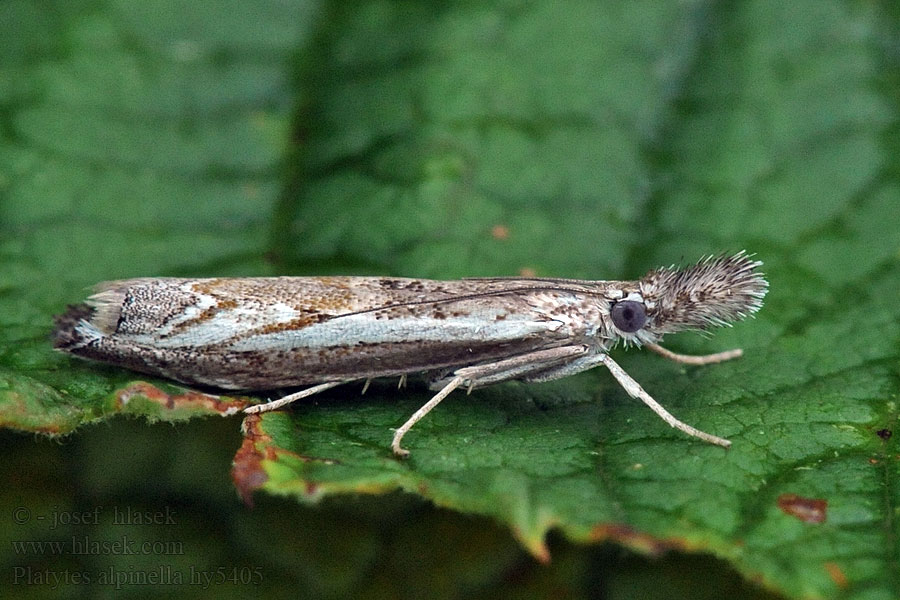 Trávovec kosákovitý Platytes alpinella