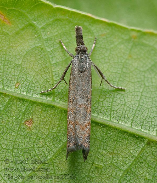 Platytes cerussella