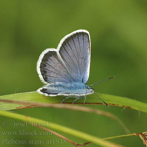 Plebejus argus Plebeius Silver-studded Blue Petit argus Ezüstös boglárka Argus-bläuling