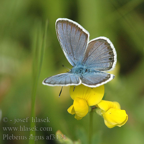 Plebejus argus Plebeius Silver-studded Blue Petit argus