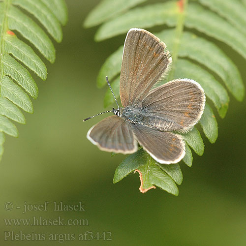 Plebeius argus Silver-studded Blue Petit argus Ezüstös boglárka Argus-bläuling