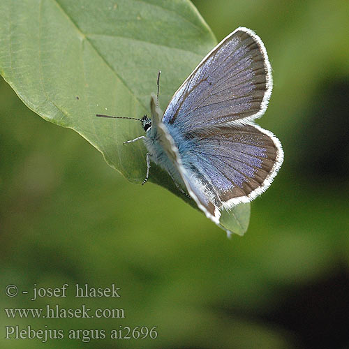 Plebejus argus Silver-studded Blue petit argus Ezüstös boglárka Argus-bläuling