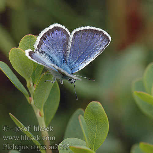 Plebejus argus Modraszek argus Modráčik čiernoobrúbený