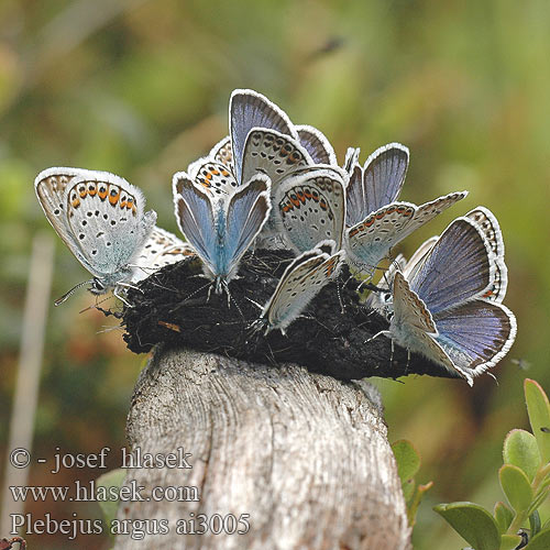 Plebejus argus Kangassinisiipi Heideblauwtje ヒメシジミ