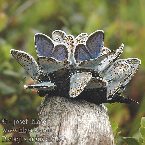 Plebejus argus ヒメシジミ Голубянка аргу