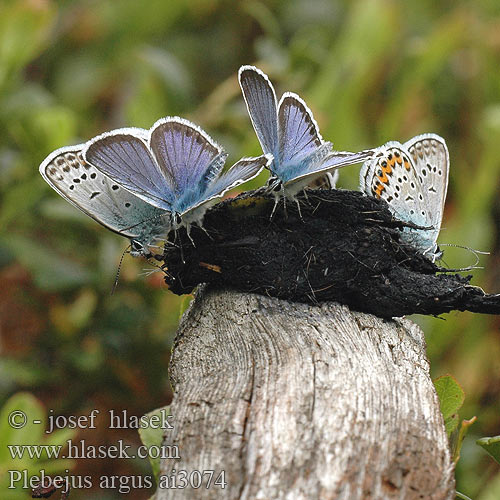 Plebejus argus Голубянка аргус Ljungblåvinge