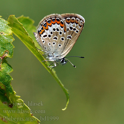 Argusblavinge Gumus Lekeli Esmergoz Argo Plebejus Plebeius argus