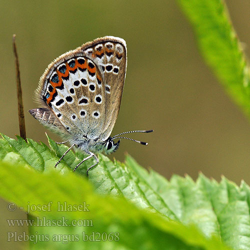 Silver-studded Blue Petit argus Ezüstös boglárka Argus-bläuling