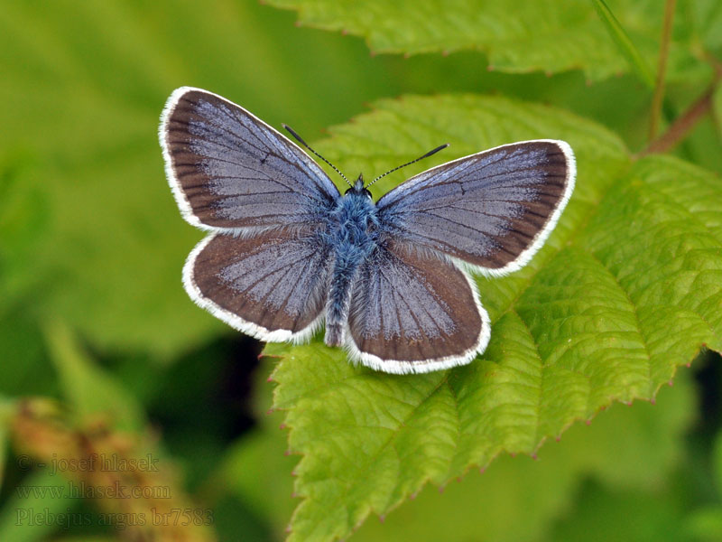 Plebejus argus