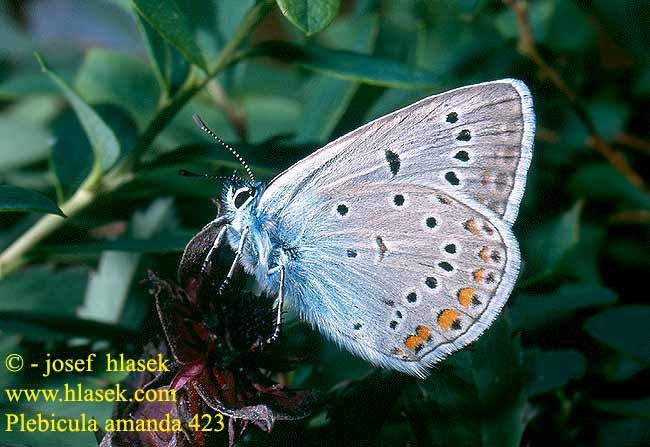 Polyommatus amandus Agrodiaetus amandus Lycaena Plebicula amanda