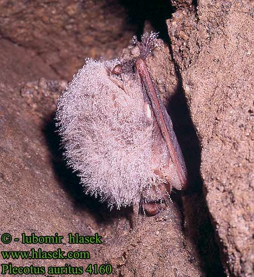 Plecotus auritus Brown Long-eared Bat Oreillard roux Braunes Langohr Murciélago orejudo dorado Netopýr dlouhouchý Gacek brunatny Ucháč sivý Orecchione Grootoorvleermuis Langřret flagermus Korvayökkö Közönséges hosszúfülű denevér Morcego orelhudo castanho Suurkõrv Brūnais garausainis Skouarnegell rous Кафяв дългоух прилеп Ratpenat orellut septentrional 토끼박쥐 Rudasis ausylis Brunlangøre Ушан Långörad fladdermus 普通长耳蝠