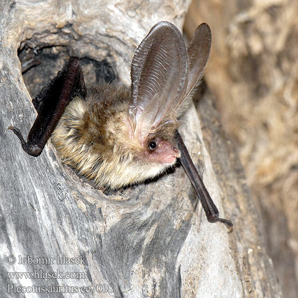 토끼박쥐 Rudasis ausylis Brunlangøre Ушан Långörad fladdermus 普通长耳蝠 Plecotus auritus Brown Long-eared Bat Oreillard roux Braunes Langohr Murciélago orejudo dorado Netopýr dlouhouchý Gacek brunatny Ucháč sivý Orecchione Grootoorvleermuis Langřret flagermus Korvayökkö Közönséges hosszúfülű denevér Morcego orelhudo castanho Suurkõrv Brūnais garausainis Skouarnegell rous Кафяв дългоух прилеп Ratpenat orellut septentrional