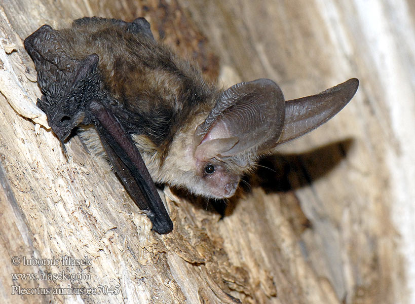 普通长耳蝠 Plecotus auritus Brown Long-eared Bat Oreillard roux Braunes Langohr Murciélago orejudo dorado Netopýr dlouhouchý Gacek brunatny Ucháč sivý Orecchione Grootoorvleermuis Langřret flagermus Korvayökkö Közönséges hosszúfülű denevér Morcego orelhudo castanho Suurkõrv Brūnais garausainis Skouarnegell rous Кафяв дългоух прилеп Ratpenat orellut septentrional 토끼박쥐 Rudasis ausylis Brunlangøre Ушан Långörad fladdermus