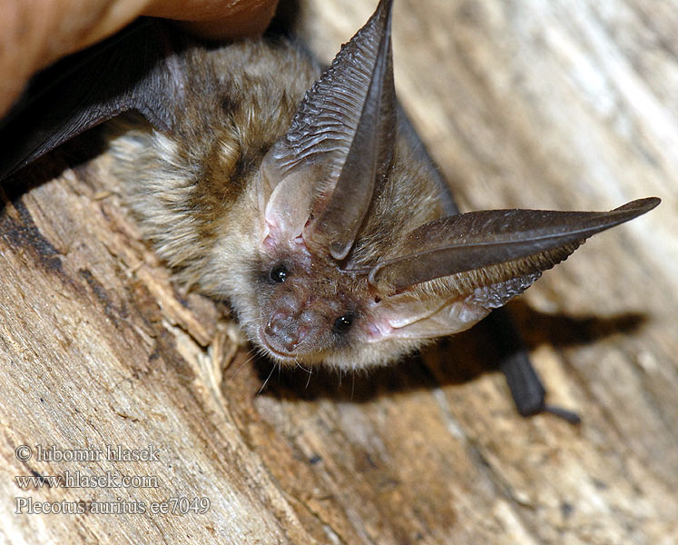 Brown Long-eared Bat Oreillard roux Braunes Langohr Murciélago orejudo dorado Netopýr dlouhouchý Gacek brunatny Ucháč sivý Orecchione Grootoorvleermuis Langřret flagermus Korvayökkö Közönséges hosszúfülű denevér Morcego orelhudo castanho Suurkõrv Brūnais garausainis Skouarnegell rous Кафяв дългоух прилеп Ratpenat orellut septentrional 토끼박쥐 Rudasis ausylis Brunlangøre Ушан Långörad fladdermus 普通长耳蝠 Plecotus auritus