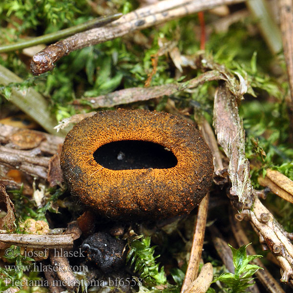 Plectania melastoma Urnula Bulgaria Calycina Lachnea Ohnivec černý Schwarzmündiger Kelchbecherling Плектания черноротая Pakorienkovka čierna Rustbæger Punareunamaljakas Zwarte matjesbekerzwam Kis kehelygomba Black cup fungus Rustrandpokal Kustrzebeczka czarna