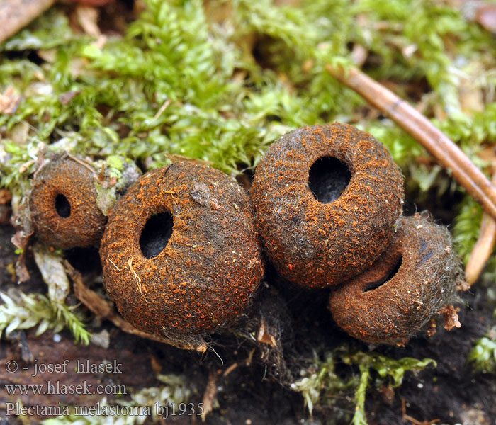 Ohnivec černý Schwarzmündiger Kelchbecherling Плектания черноротая Pakorienkovka čierna Rustbæger Punareunamaljakas Zwarte matjesbekerzwam Kis kehelygomba Black cup fungus Rustrandpokal Kustrzebeczka czarna Plectania melastoma Urnula Bulgaria Calycina Lachnea