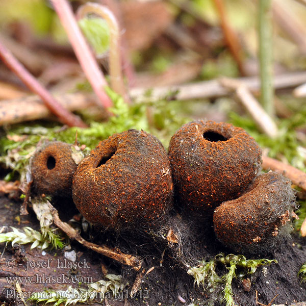 Плектания черноротая Pakorienkovka čierna Rustbæger Punareunamaljakas Zwarte matjesbekerzwam Kis kehelygomba Black cup fungus Rustrandpokal Kustrzebeczka czarna Plectania melastoma Urnula Bulgaria Calycina Lachnea Ohnivec černý Schwarzmündiger Kelchbecherling