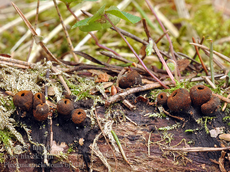 Punareunamaljakas Zwarte matjesbekerzwam Kis kehelygomba Black cup fungus Rustrandpokal Kustrzebeczka czarna Plectania melastoma Urnula Bulgaria Calycina Lachnea Ohnivec černý Schwarzmündiger Kelchbecherling Плектания черноротая Pakorienkovka čierna Rustbæger