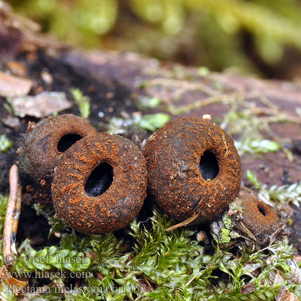 Black cup fungus Rustrandpokal Kustrzebeczka czarna Plectania melastoma Urnula Bulgaria Calycina Lachnea Ohnivec černý Schwarzmündiger Kelchbecherling Плектания черноротая Pakorienkovka čierna Rustbæger Punareunamaljakas Zwarte matjesbekerzwam Kis kehelygomba