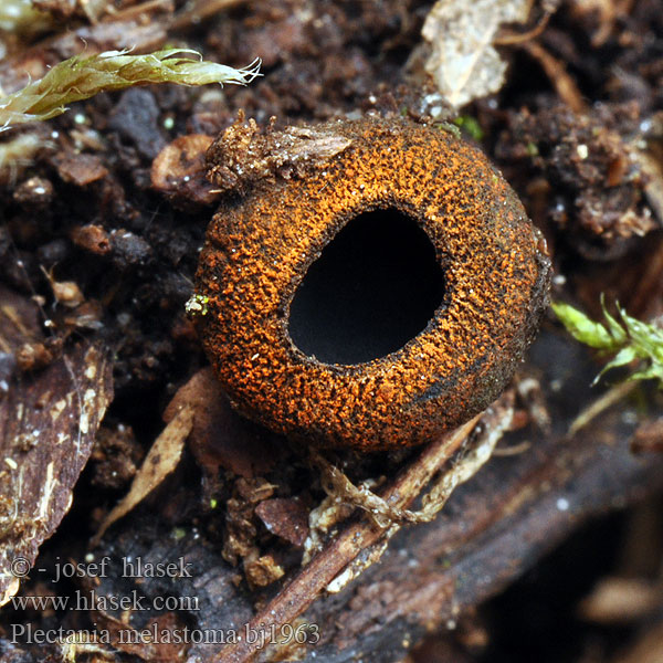 Plectania melastoma bj1963