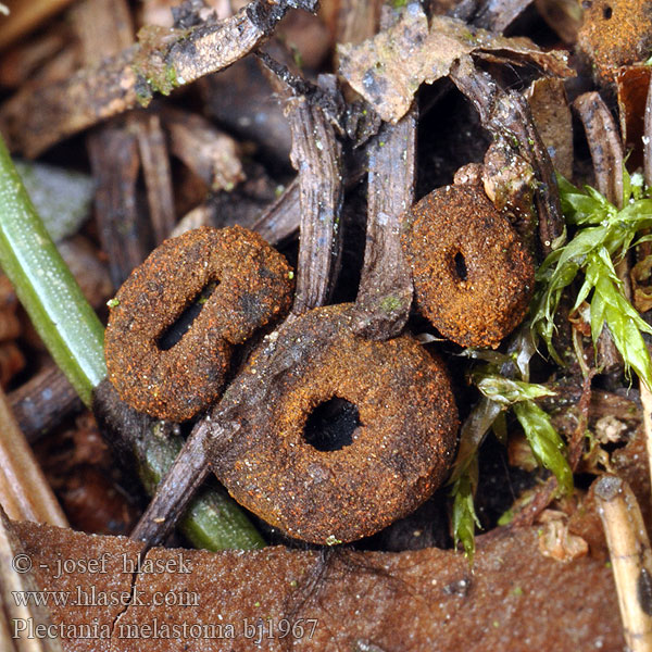 Urnula melastoma Bulgaria Calycina Lachnea Plectania Ohnivec černý Schwarzmündiger Kelchbecherling Плектания черноротая Pakorienkovka čierna Rustbæger Punareunamaljakas Zwarte matjesbekerzwam Kis kehelygomba Black cup fungus Rustrandpokal Kustrzebeczka czarna