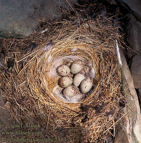 Plectrophenax nivalis 2313