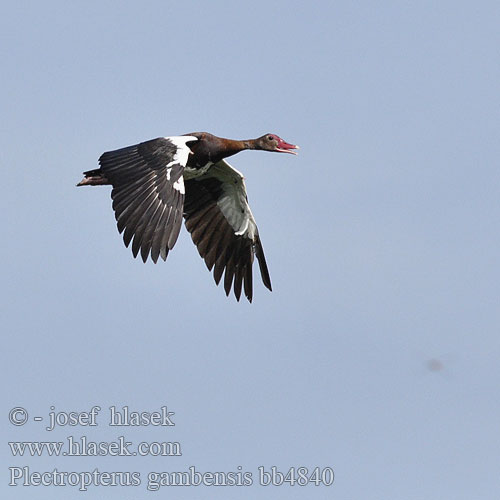 Plectropterus gambensis Spur-winged Goose Wildemakou Letsikhoi Bata