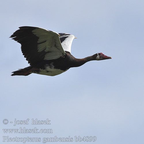 Ostrožiarka strakatá Sporegås Pentinuotoji antis אווז מקורנן כנף מין יחיד Oca dallo sprone Toonehani Plectropterus gambensis Spur-winged Goose Wildemakou Letsikhoi Bata Bukini Bawa-kijani Legôu Sekwagongwana Ihoye iHophe Esokwe Pižmovka ostruhatá Sporngans Sporegås Ganso Espolonado Kynsihanhi Oie-armée Gambie Sporönd ツメバガン Spoorwiekgans Gesiec Pato-ferrão Шпорцевый гусь Sporrgås Mahmuzlu kaz Ostrožka