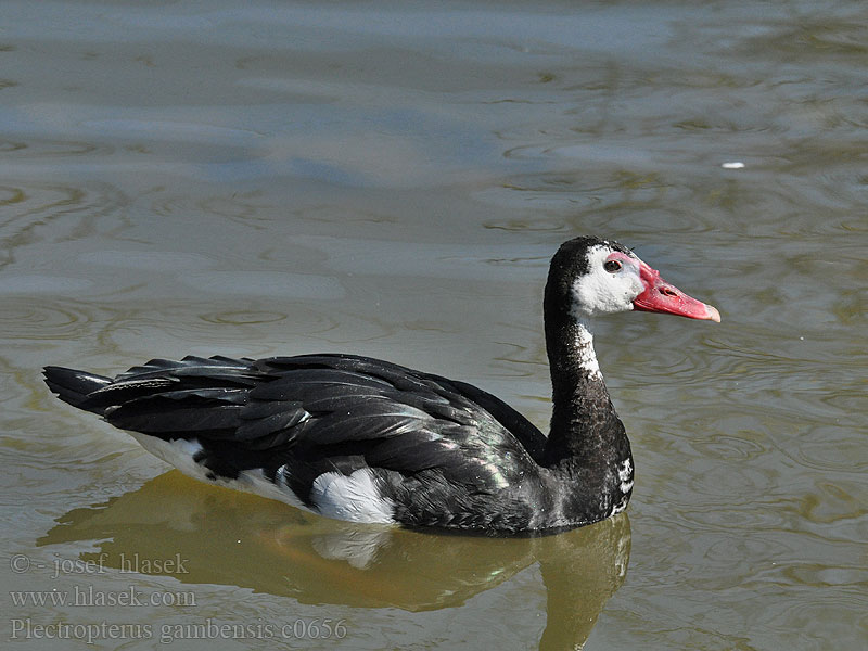Toonehani Plectropterus gambensis Spur-winged Goose