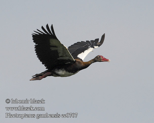 Spur-winged Goose Wildemakou Letsikhoi Bata Bukini