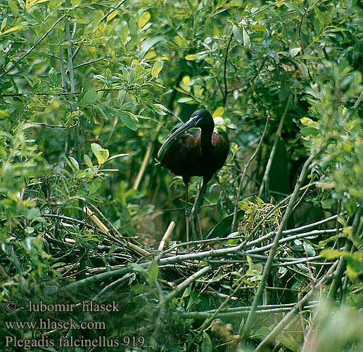 Plegadis falcinellus Glossy Ibis Sichler falcinelle Morito Común Ibis hnědý Sort Zwarte Ibis Pronssi-iibis Mignattaio Bronseibis Svart ibis Каравайка Ibis kasztanowaty Batla hnedý Ratanj ibis Brūnais ibiss 彩 Каравайка ブロンズトキ أبو منجل الأسود Χαλκόκοτα Íbis-preta Коровайка Glansibis Çeltikçi מגלן חום