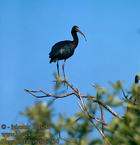 Ibis hnědý Sort Zwarte Ibis Pronssi-iibis Mignattaio Bronseibis Svart ibis Каравайка Ibis kasztanowaty Batla hnedý Ratanj ibis Brūnais ibiss 彩 Каравайка ブロンズトキ أبو منجل الأسود Χαλκόκοτα Íbis-preta Коровайка Glansibis Çeltikçi מגלן חום Plegadis falcinellus Glossy Ibis Sichler falcinelle Morito Común