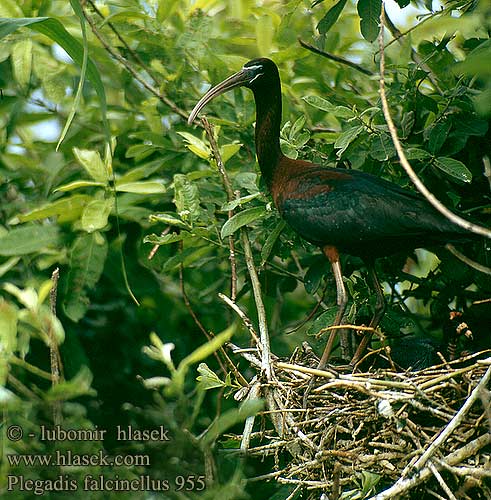 Каравайка Ibis kasztanowaty Batla hnedý Ratanj ibis Brūnais ibiss 彩 Каравайка ブロンズトキ أبو منجل الأسود Χαλκόκοτα Íbis-preta Коровайка Glansibis Çeltikçi מגלן חום Plegadis falcinellus Glossy Ibis Sichler falcinelle Morito Común Ibis hnědý Sort Zwarte Ibis Pronssi-iibis Mignattaio Bronseibis Svart ibis