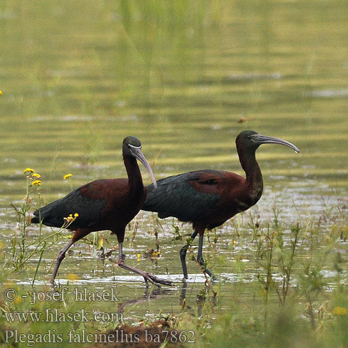 מגלן חום Plegadis falcinellus Glossy Ibis Sichler falcinelle Morito Común Ibis hnědý Sort Zwarte Ibis Pronssi-iibis Mignattaio Bronseibis Svart ibis Каравайка Ibis kasztanowaty Batla hnedý Ratanj ibis Brūnais ibiss 彩 Каравайка ブロンズトキ أبو منجل الأسود Χαλκόκοτα Íbis-preta Коровайка Glansibis Çeltikçi